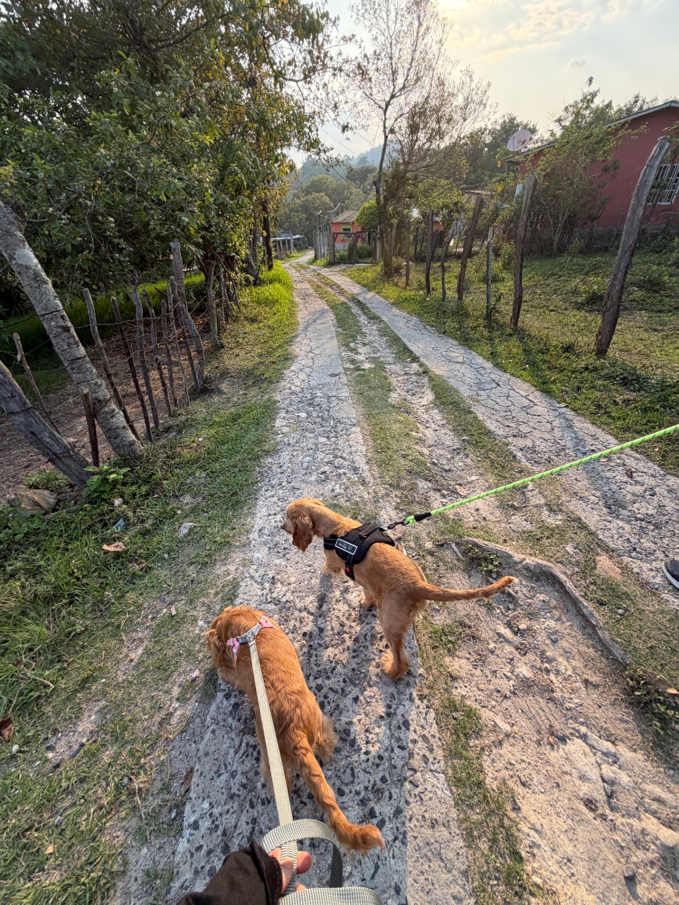 Dos perritos caminando en un sendero de tierra